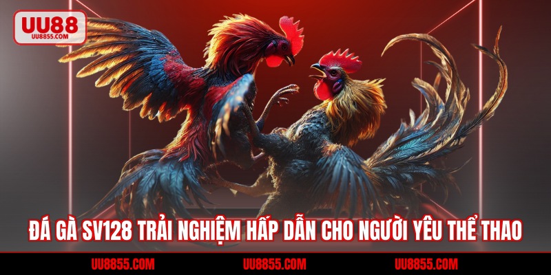 Đá Gà SV128 - Trải Nghiệm Hấp Dẫn, Tỷ Lệ Thắng Lớn